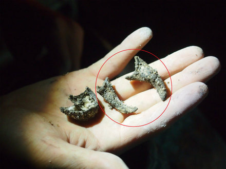 約2万年前のカニの爪