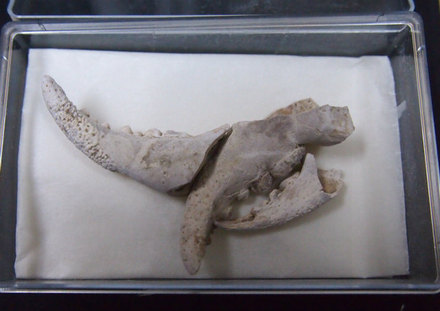 約2万年前のカニの爪