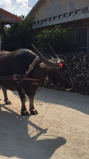 社員研修 IN 石垣島 社員研修 IN 石垣島