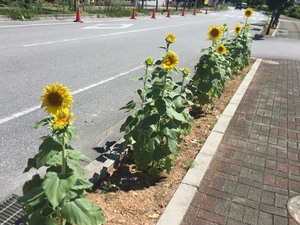 向日葵 向日葵