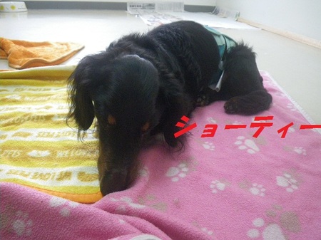 すやすや