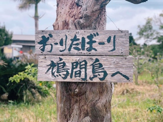 南の島桜が咲き始めました♡ 南の島桜が咲き始めました♡