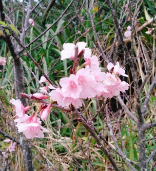 南の島桜が咲き始めました♡ 南の島桜が咲き始めました♡