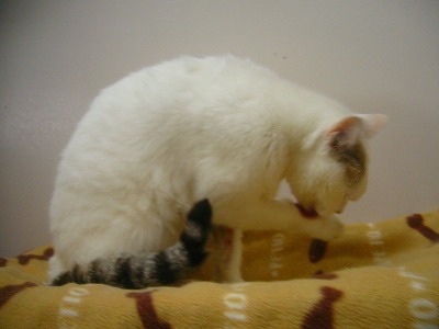里親募集の猫ちゃん達