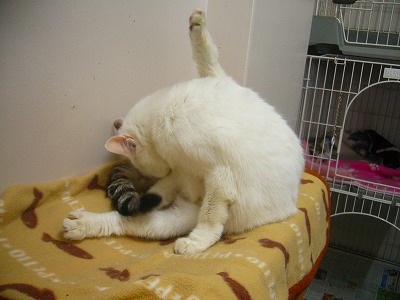 里親募集の猫ちゃん達