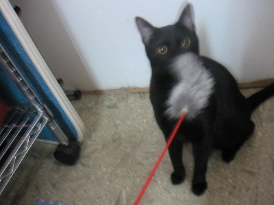 黒猫つっつチャン