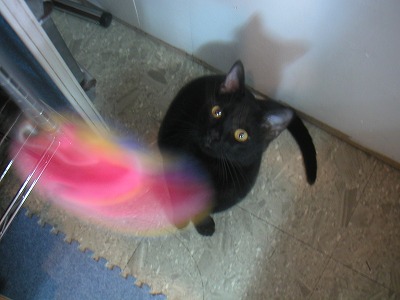 黒猫つっつチャン