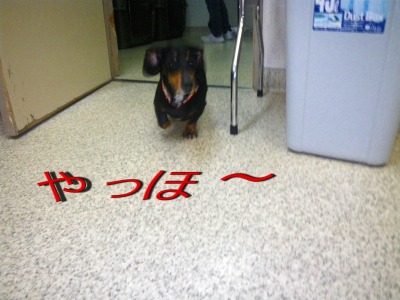 ハナちゃん♪