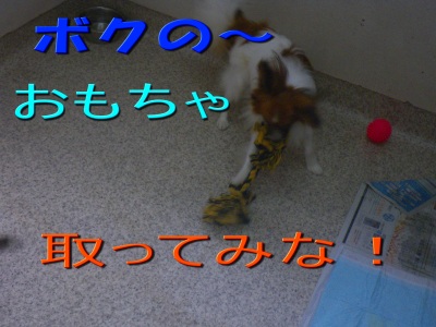 パピヨン♂の子と♀の子
