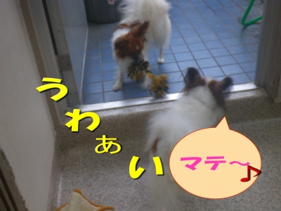 パピヨン♂の子と♀の子