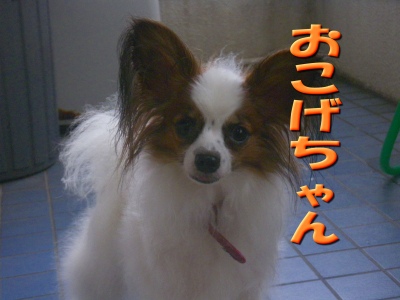 パピヨン♂の子と♀の子