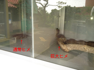 巨大ヒメ展示