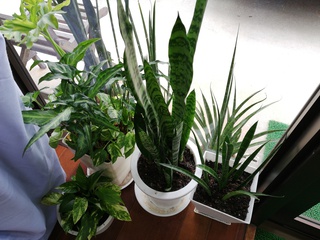 植物増殖中! 植物増殖中!