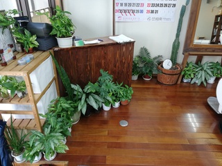 植物増殖中! 植物増殖中!
