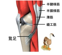 膝プロフィール3話（どん底の膝靭帯）