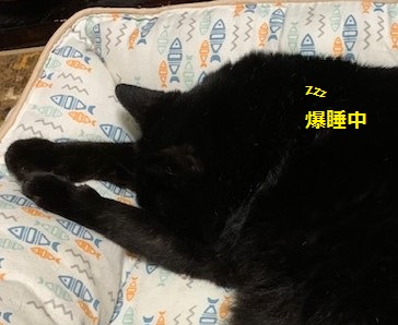 元気になってきた 元気になってきた