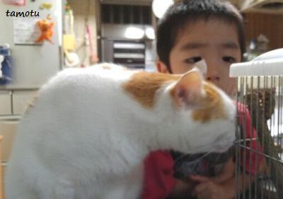 セミの羽化と猫の本音・・・ セミの羽化と猫の本音・・・
