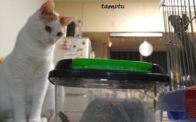 セミの羽化と猫の本音・・・ セミの羽化と猫の本音・・・