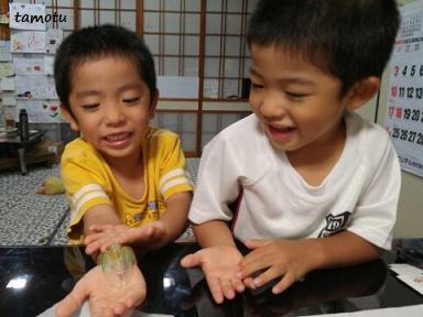 セミの羽化に!大はしゃぎ~♪ セミの羽化に!大はしゃぎ~♪