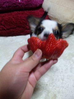 イチゴ