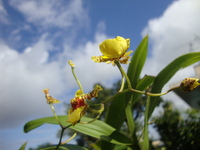 草は枯れ,花はしぼむ,しかし（＠゜o゜）σ＼（゜□゜*）／