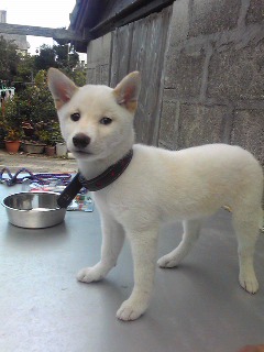 犬さん到着! その名は・・・。