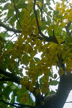 夏本番