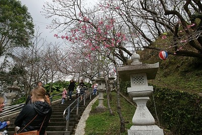 今日からサクラ祭り