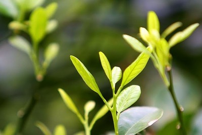 庭の草花