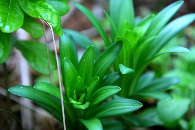 庭の草花