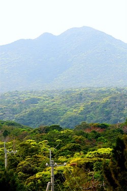 ダイキンオーキッド