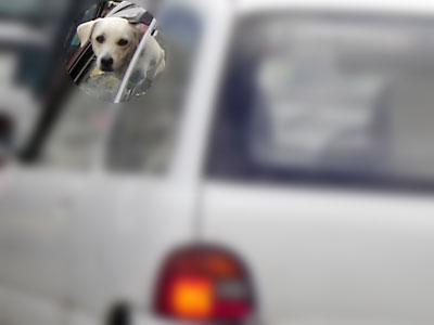 車から顔を出すわんこ