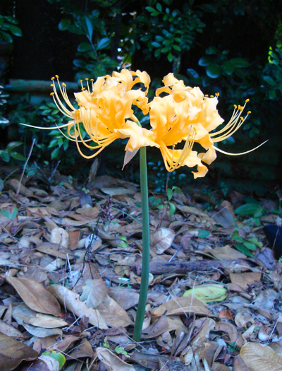 黄色い曼珠沙華