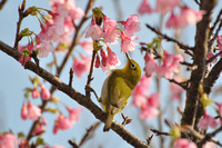 庭のサクラの木にメジロが遊びに来てました。