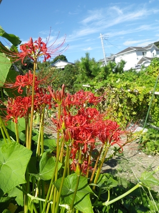 自宅前の曼珠沙華