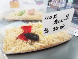 幼虫たくさん