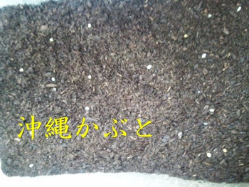 カブクワのお世話