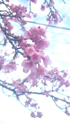 第25回名護桜祭り『日本の春はここからはじまる』