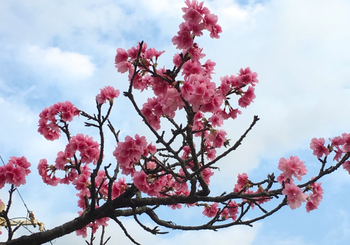 桜を見ながら通勤できる