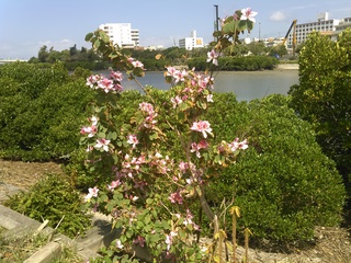 今朝の国場川の漫湖周辺の花・木たち 今朝の国場川の漫湖周辺の花・木たち