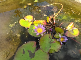 今朝の国場川の漫湖周辺の花・木たち 今朝の国場川の漫湖周辺の花・木たち