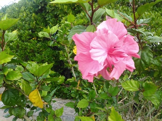 今朝の国場川の漫湖周辺の花・木たち 今朝の国場川の漫湖周辺の花・木たち