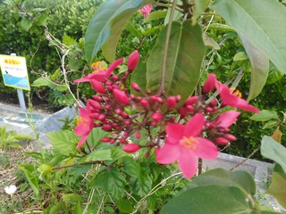 今朝の国場川の漫湖周辺の花・木たち 今朝の国場川の漫湖周辺の花・木たち