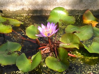 今朝の国場川の漫湖周辺の花・木たち 今朝の国場川の漫湖周辺の花・木たち