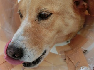 『とり胸肉の紫蘇巻きソテー弁当とコーンチーズパン』 『とり胸肉の紫蘇巻きソテー弁当とコーンチーズパン』