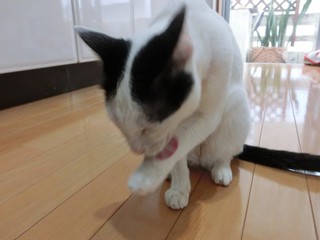 『手づくりがいっぱい~』 『手づくりがいっぱい~』
