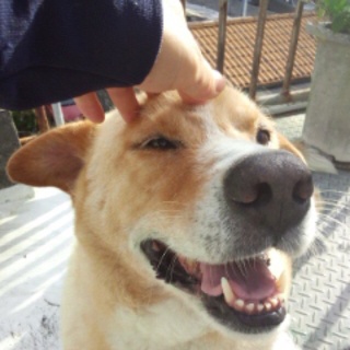 『じいちゃんとばぁちゃんにお土産〜(*^o^*)』 『じいちゃんとばぁちゃんにお土産〜(*^o^*)』