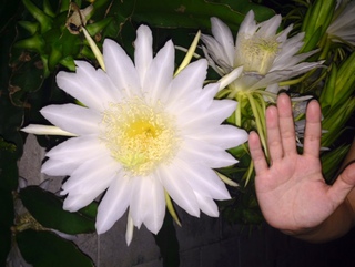 今年も開花♪ 今年も開花♪