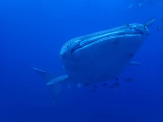 ジンベエザメとター滝 ジンベエザメとター滝