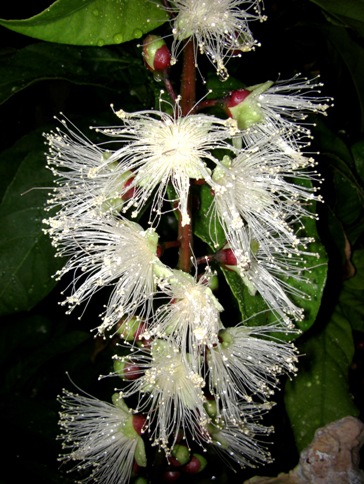 サガリバナ開花